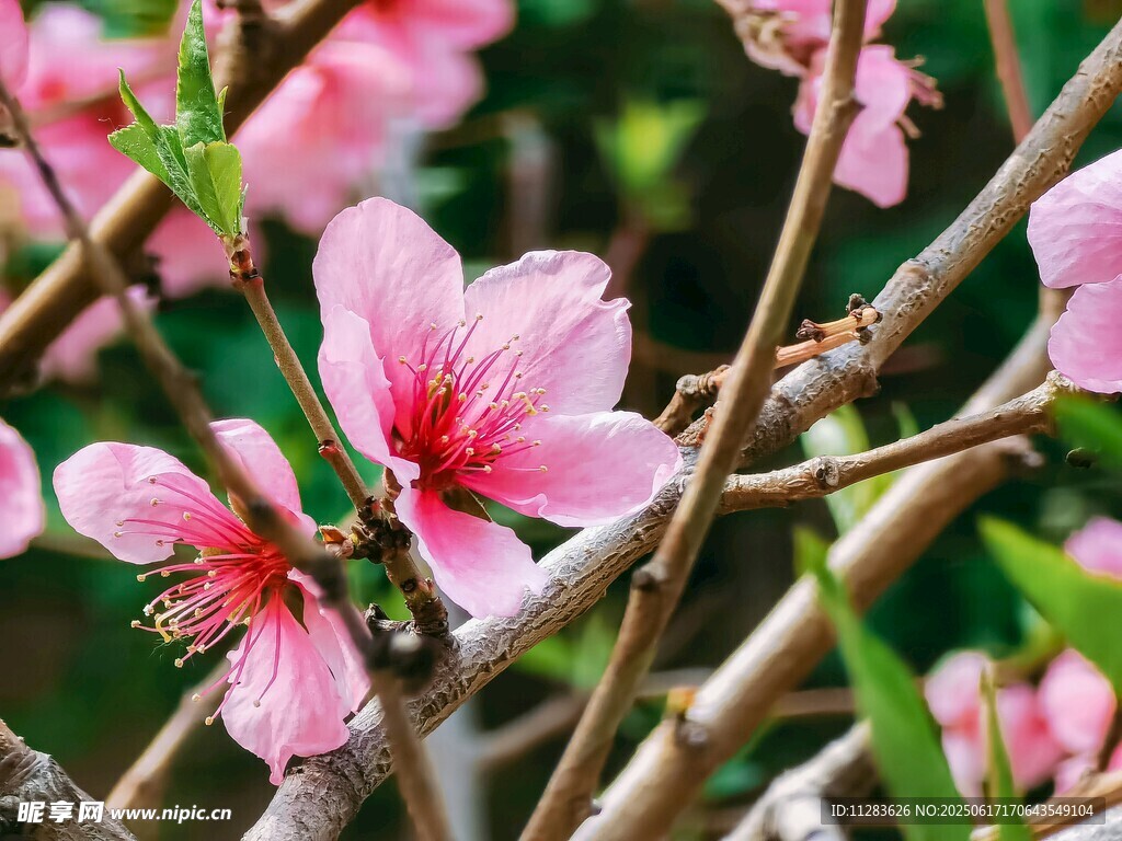 娇艳桃花绽放枝头