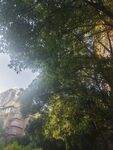 阳光透过枝叶下的建筑