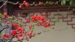 墙边绽放的艳丽红花朵