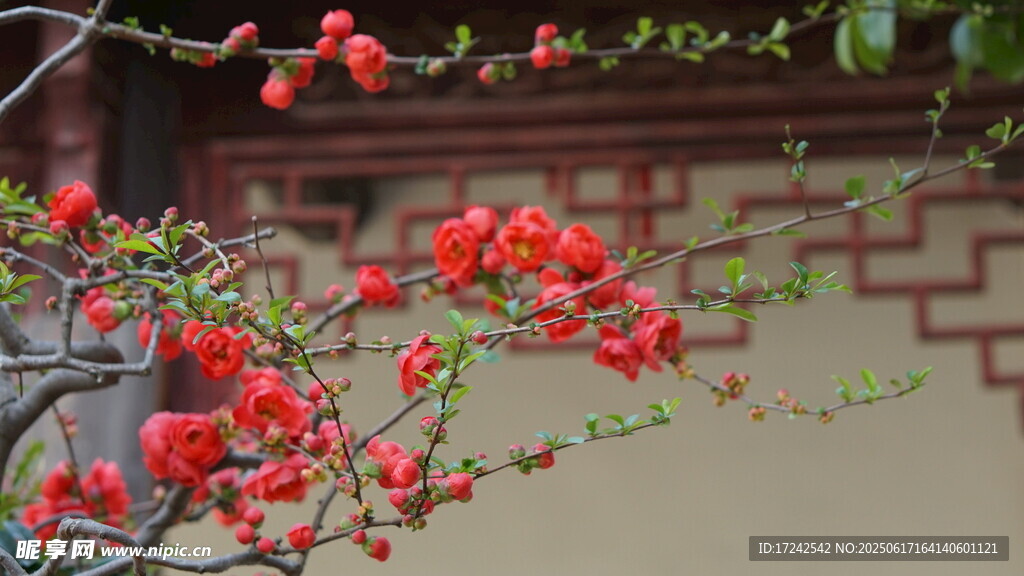 墙边绽放的艳丽红花朵
