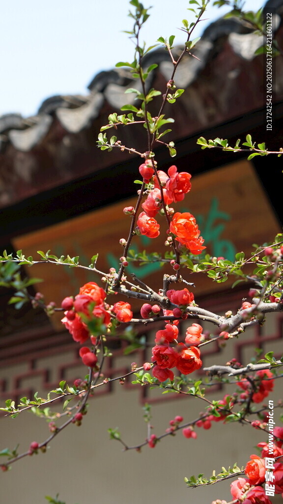 古建旁绽放的艳丽红花
