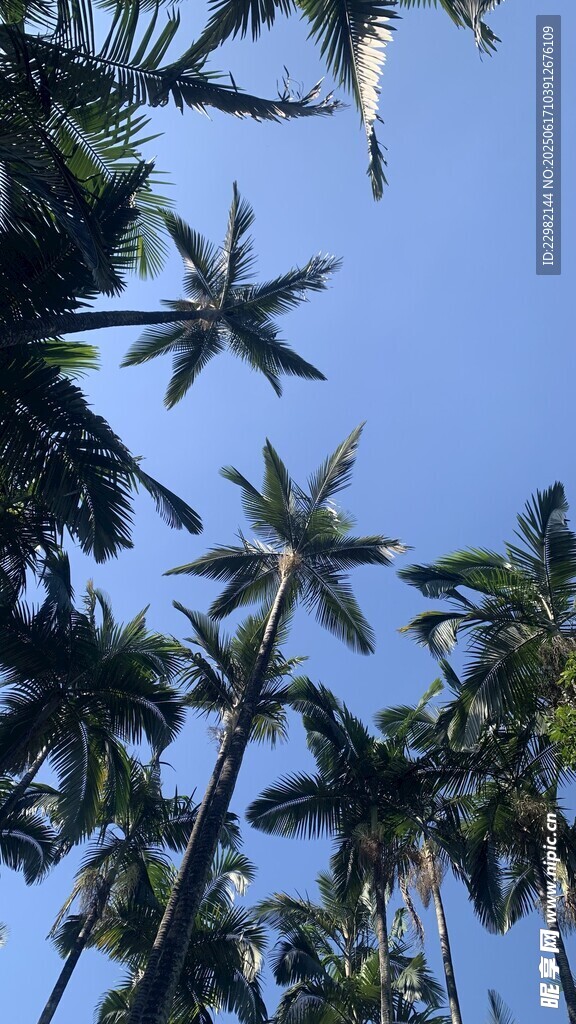 椰林树