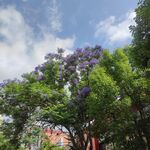 蓝花楹