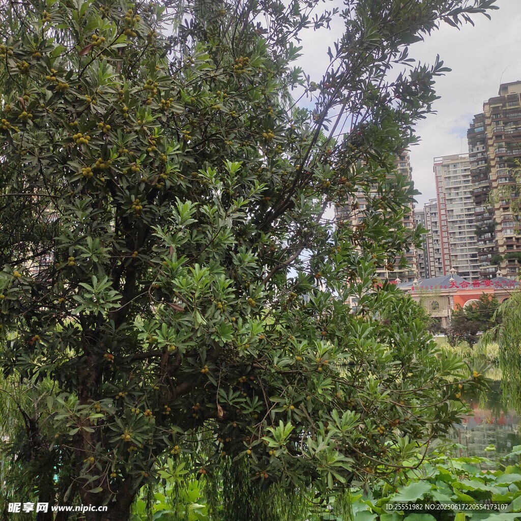 城市中葱郁的树木与建筑