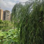 垂柳映荷 城市中的静谧景致