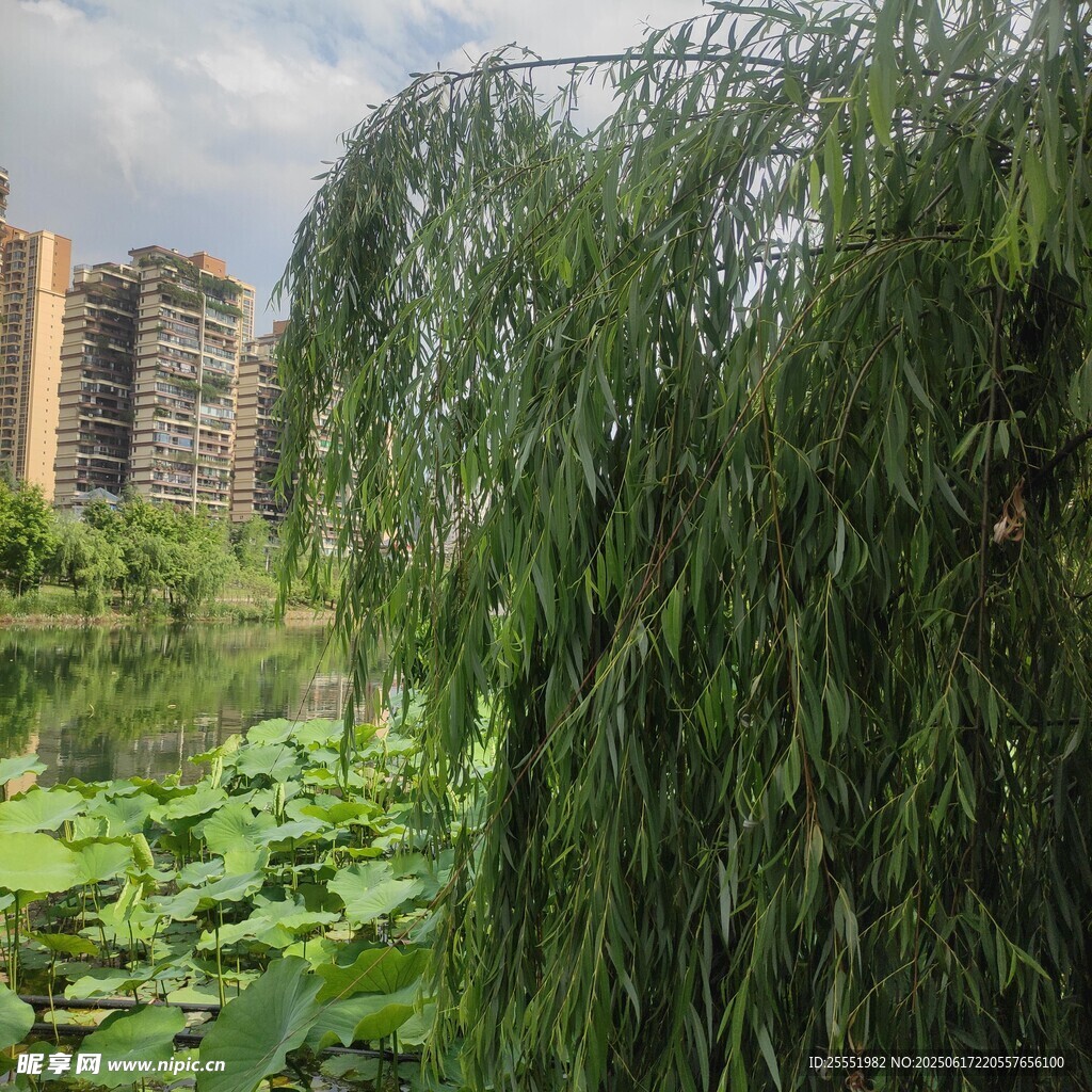 垂柳映荷 城市中的静谧景致
