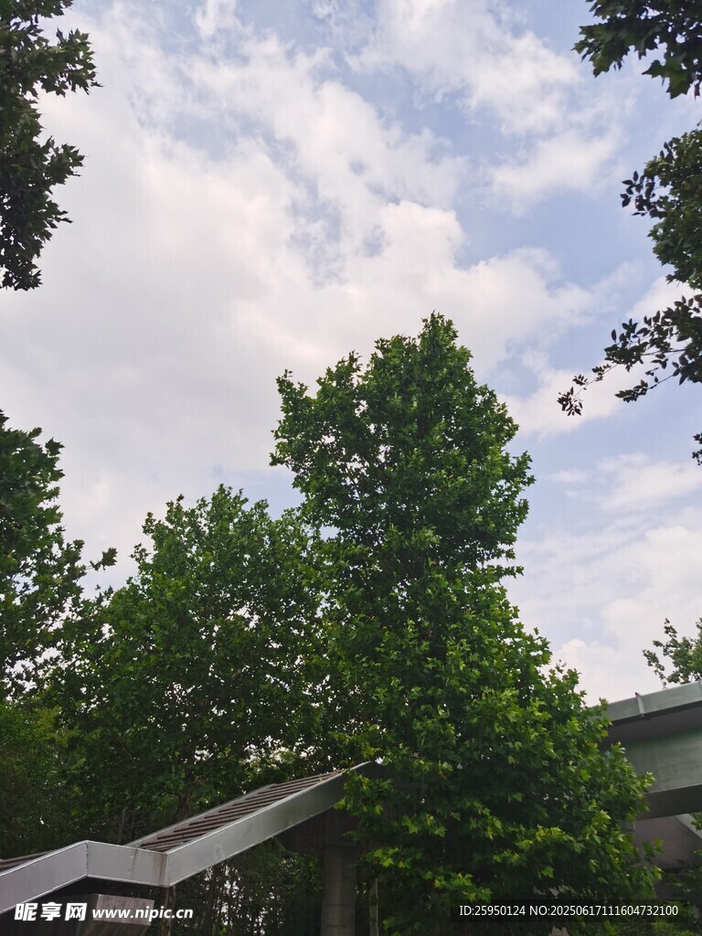 绿树掩映下的天空景色