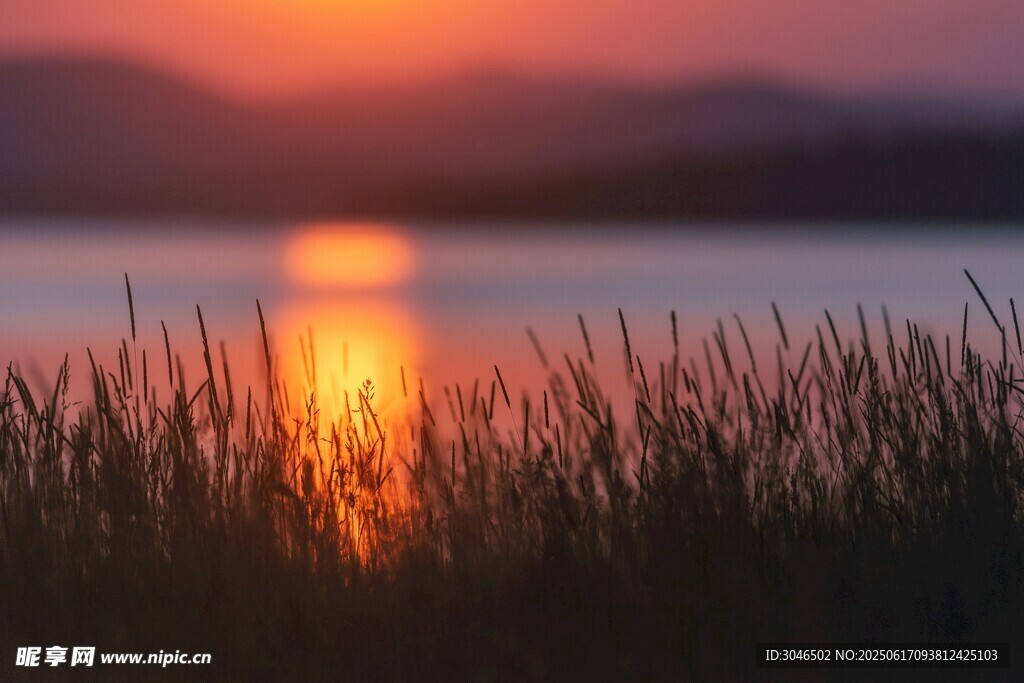 夕阳下的湖畔草丛美景