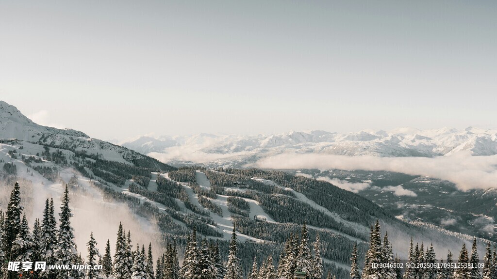 雪山松林间的壮美风景