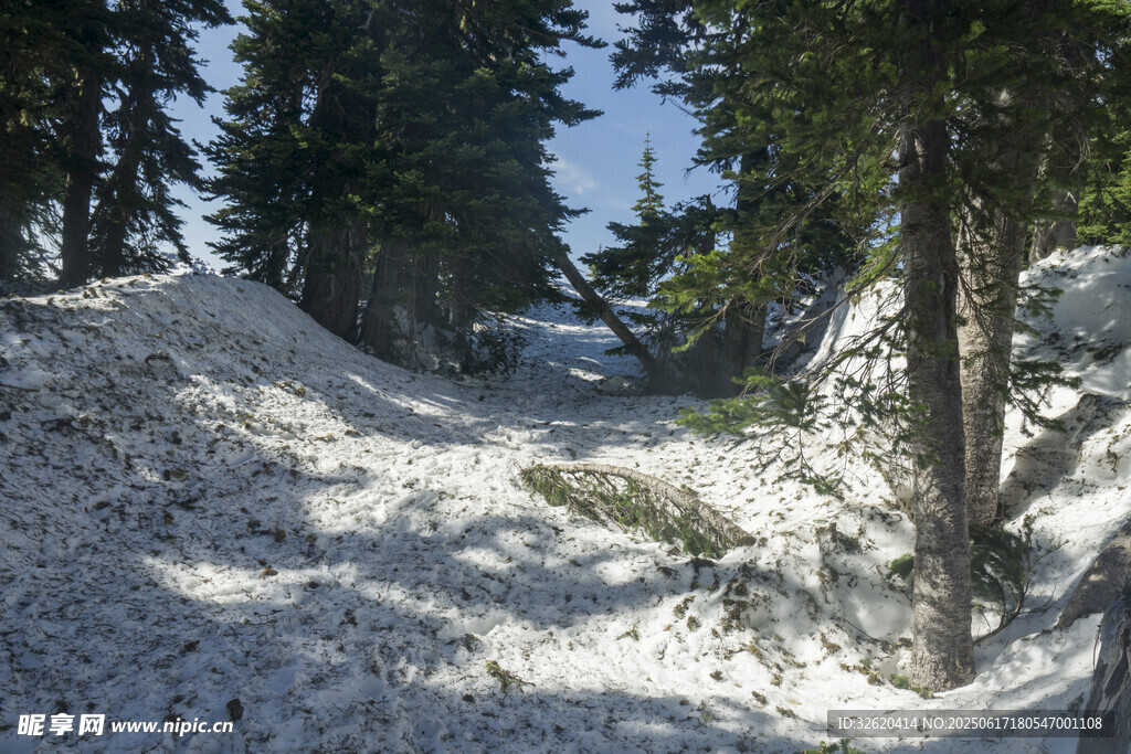 雪覆山林间的静谧小道