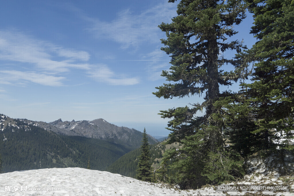 雪山松林间的壮美山景