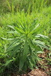 小飞蓬草