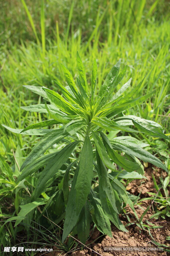 小飞蓬草