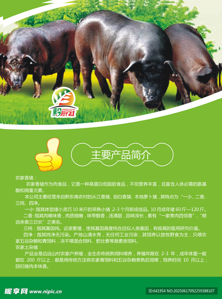 田园中吃草的黑猪