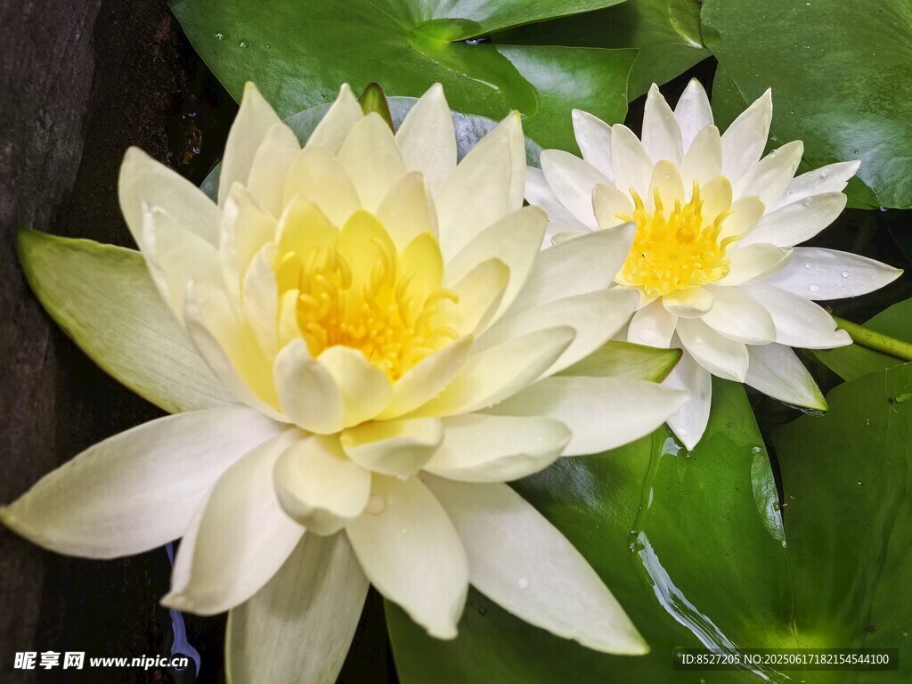 两朵优雅绽放的白色睡莲