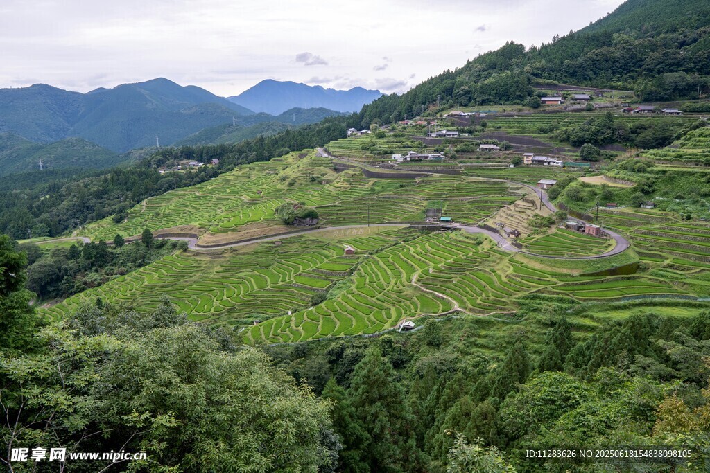 山间梯田绿意盎然