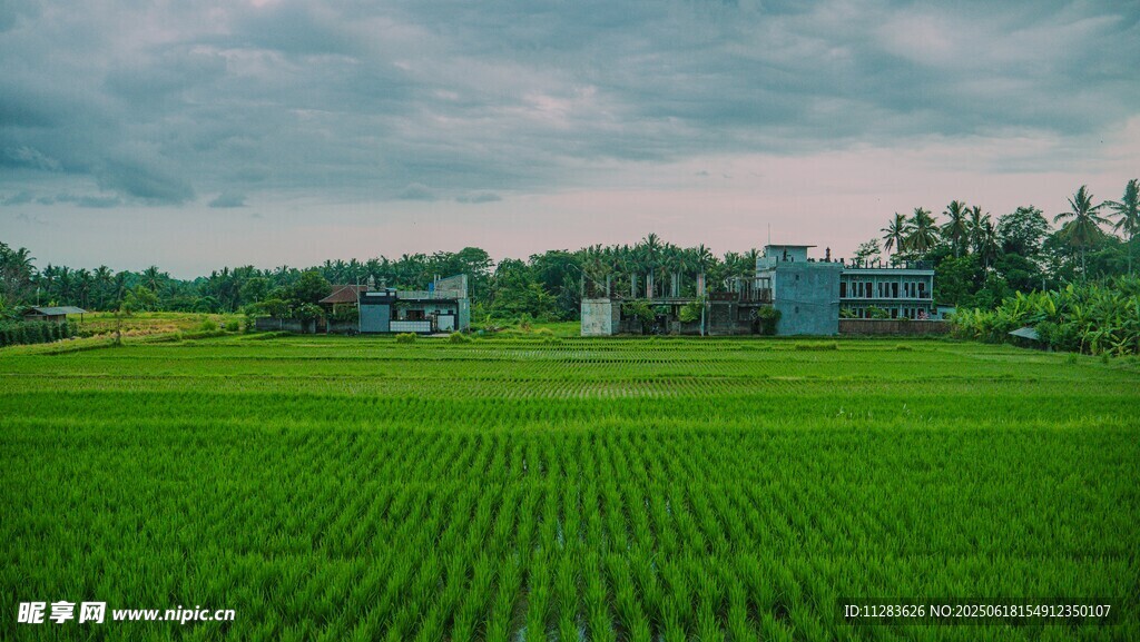 翠绿田野间的乡村景致