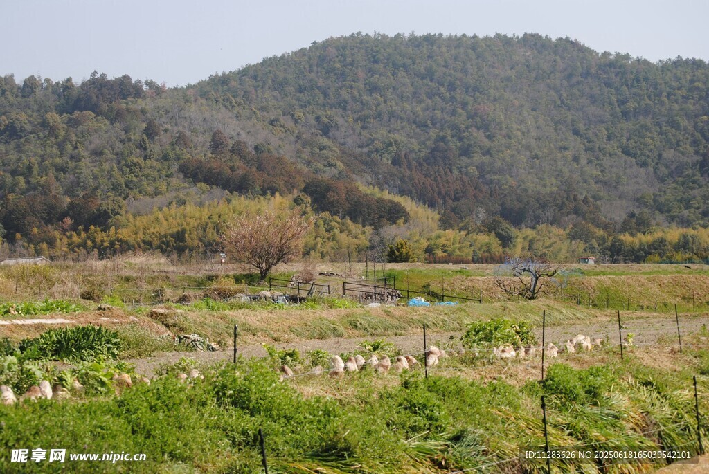 田园牧场景色