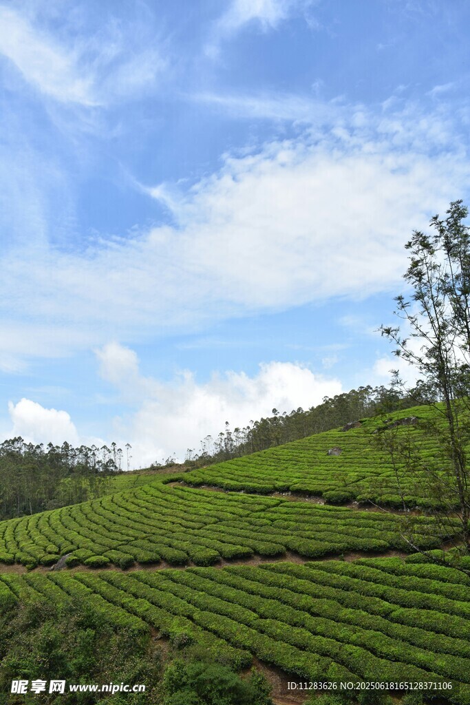 翠绿茶园与蓝天白云美景