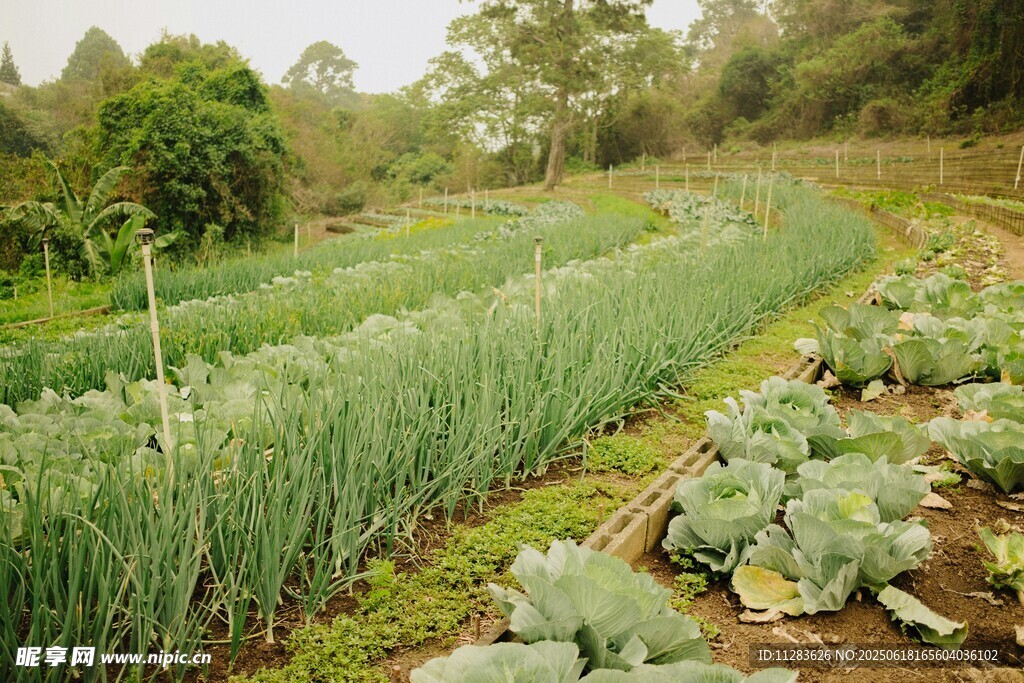 田园蔬菜种植景观