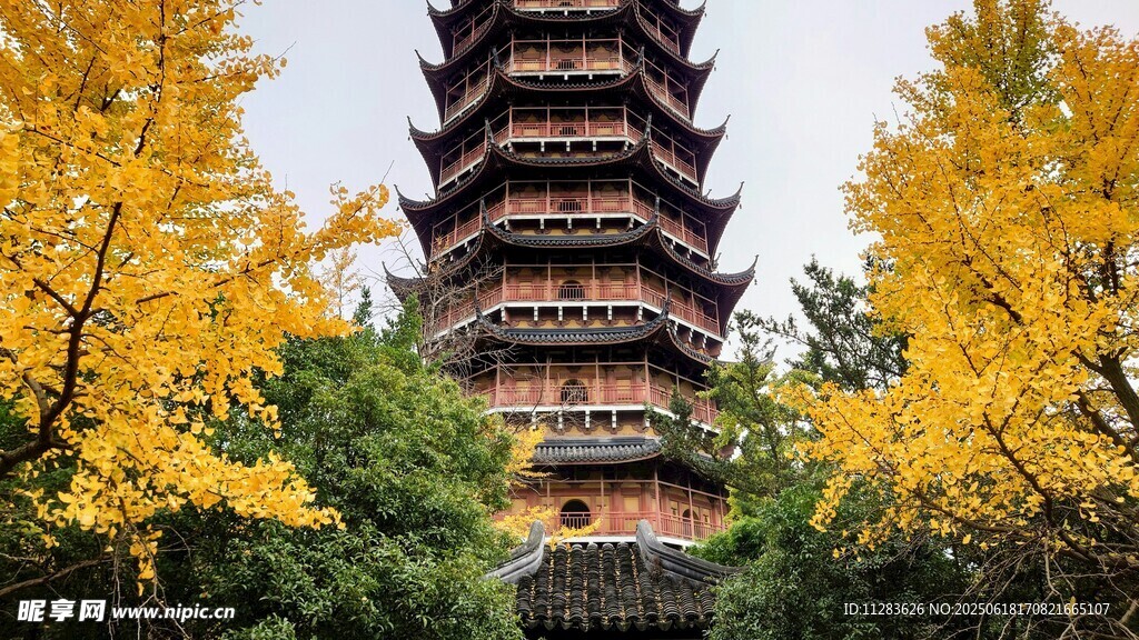 秋日古塔旁金黄银杏美景