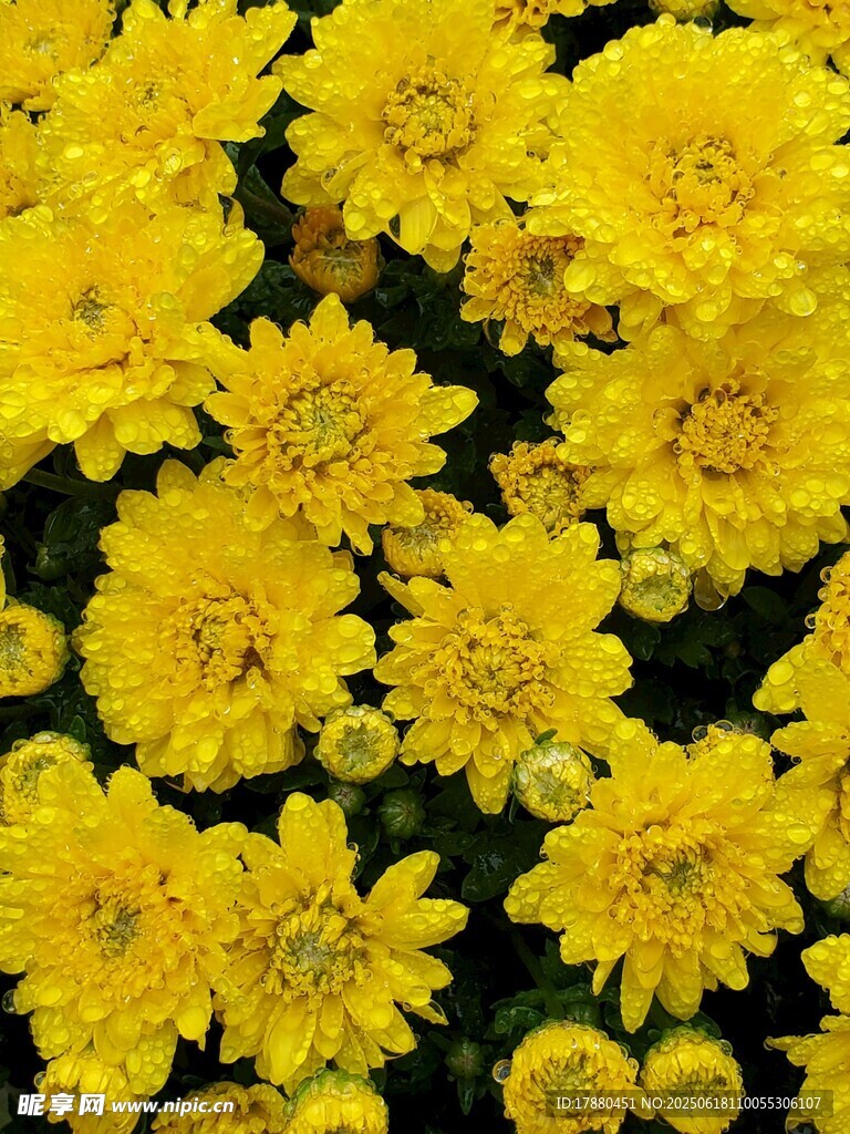 菊花