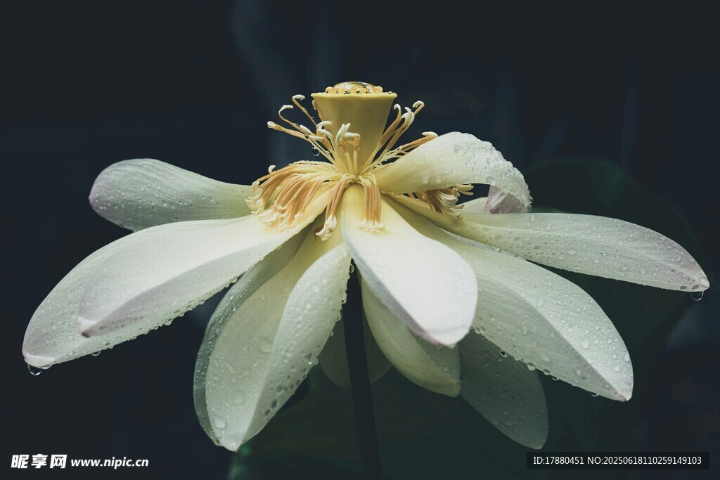莲花