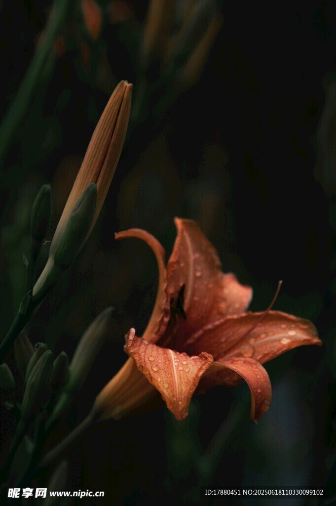 百合花