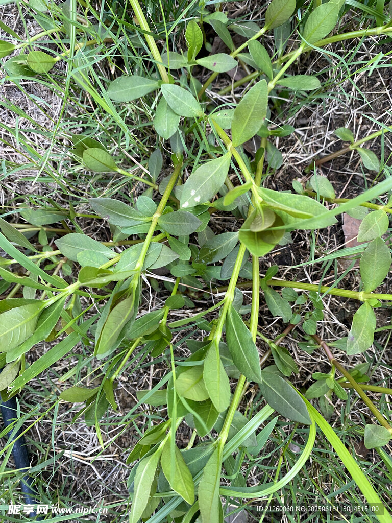 莲子草