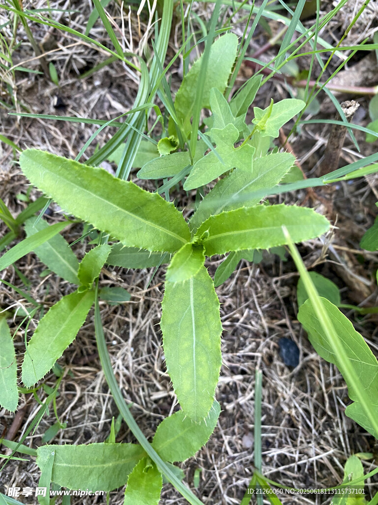 刺儿菜 