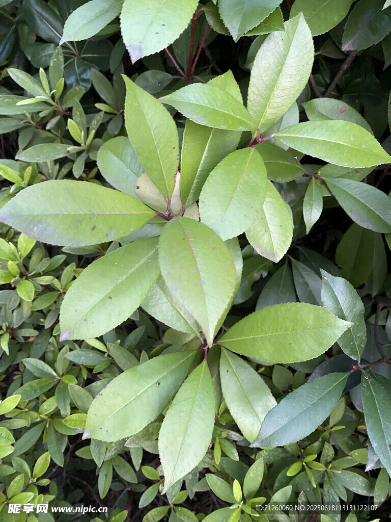 石楠  