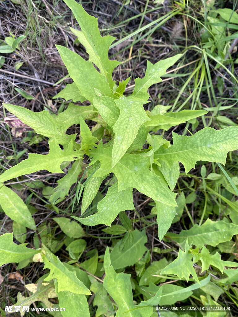 翅果菊 