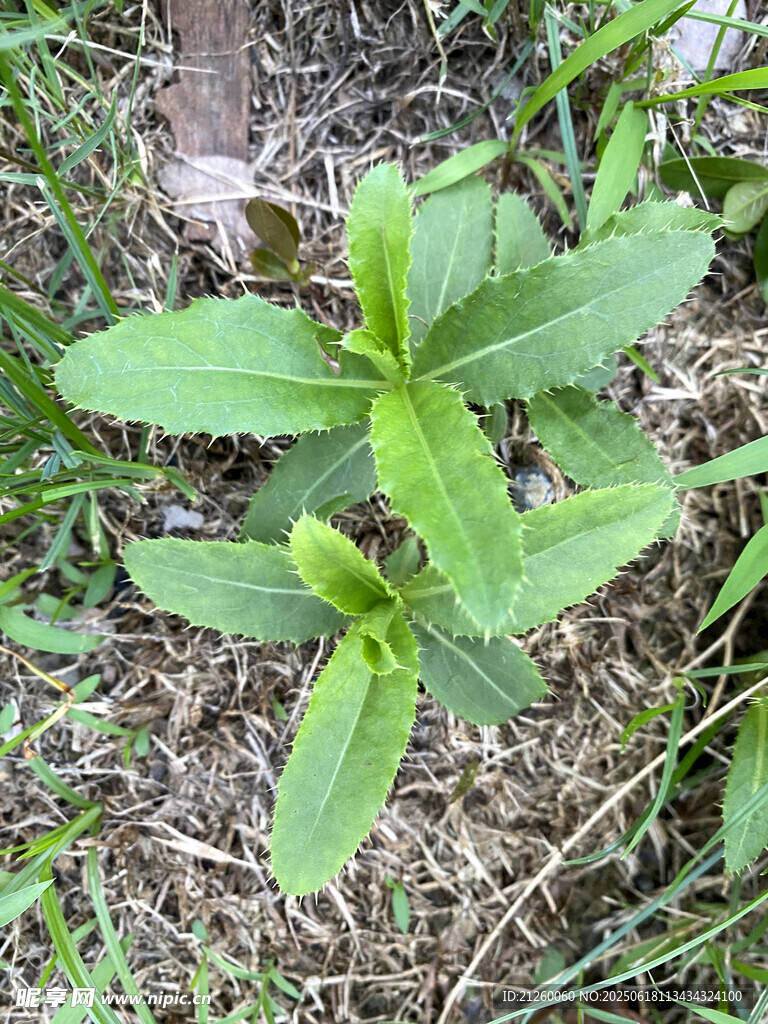 刺儿菜