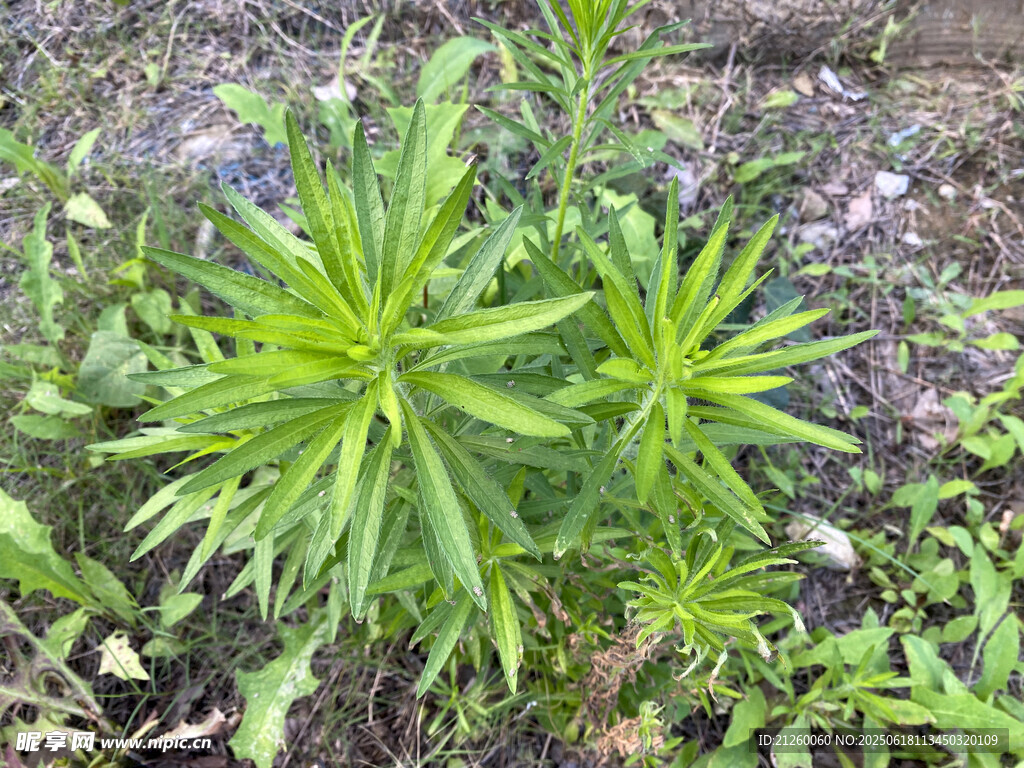 小蓬草
