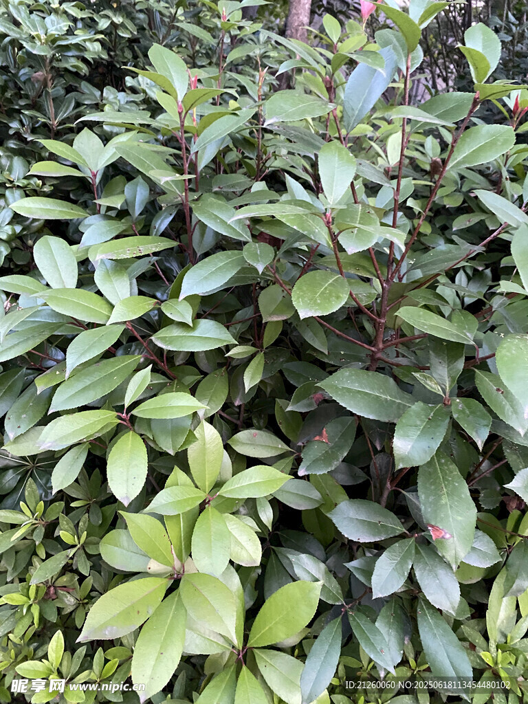 石楠