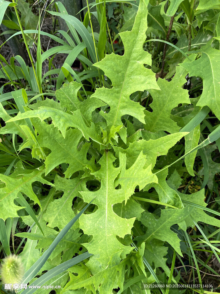 翅果菊