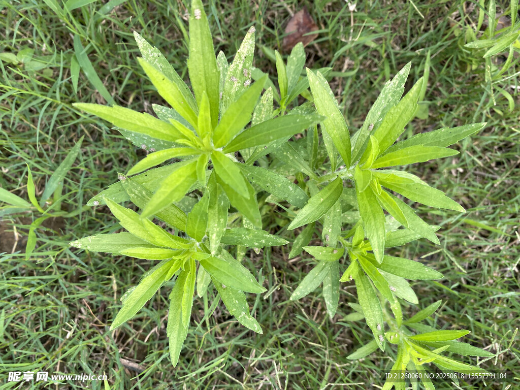 小蓬草 
