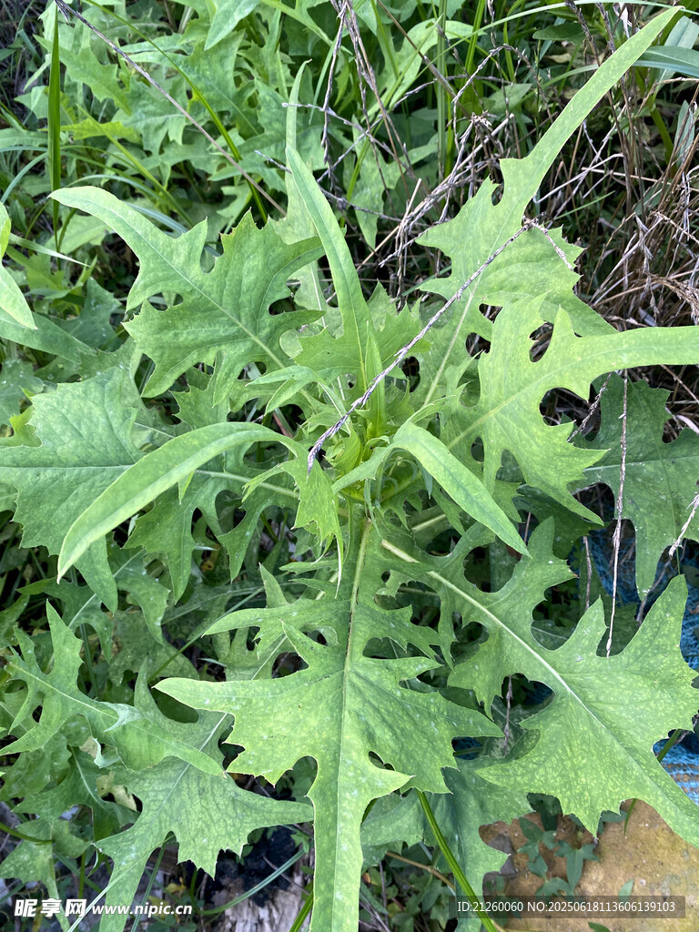 翅果菊