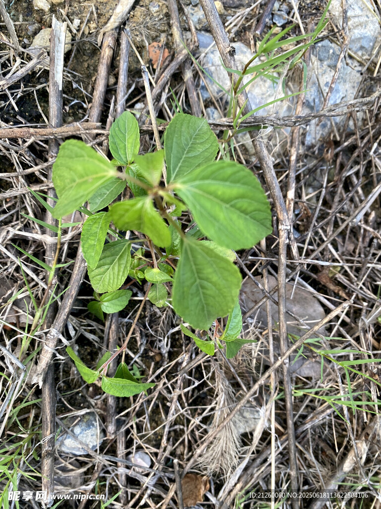 铁苋菜
