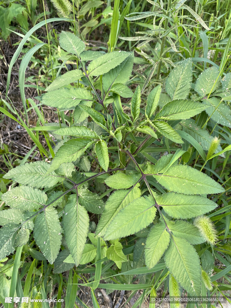 鬼针草