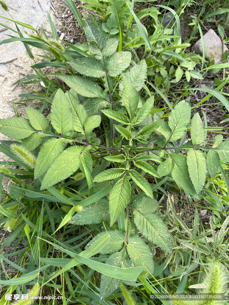 鬼针草