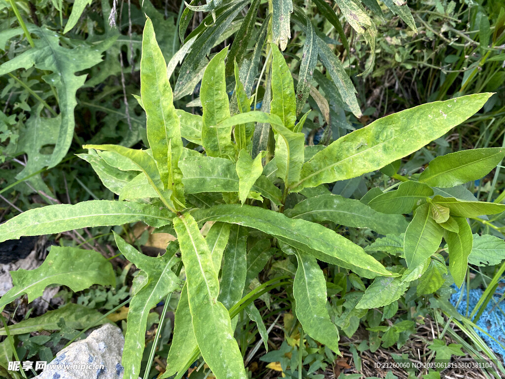 旋覆花