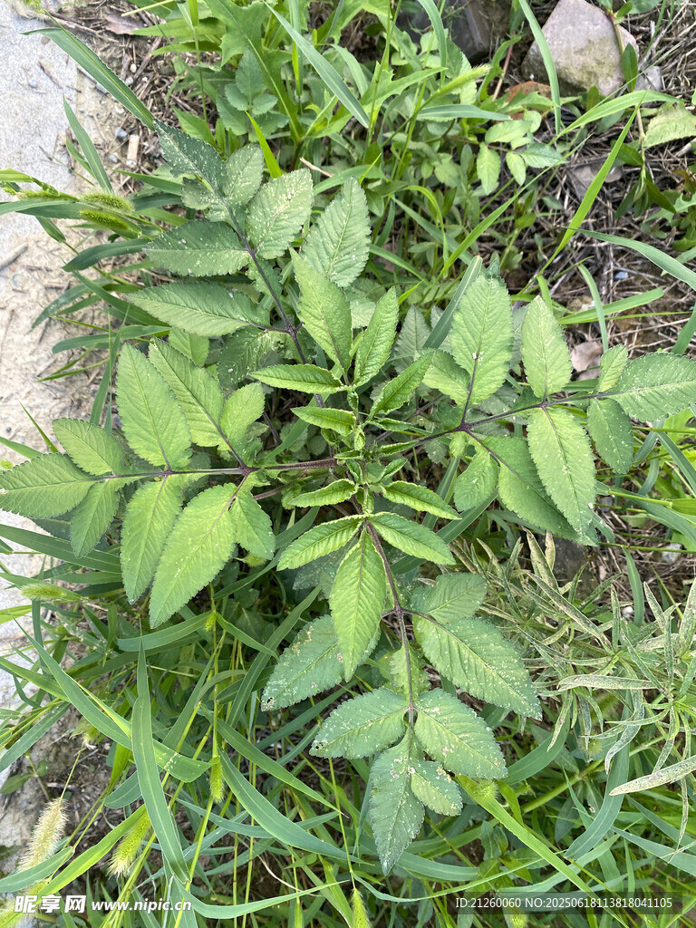 鬼针草 