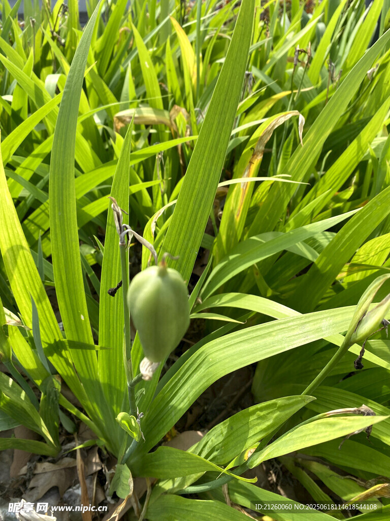 鸢尾
