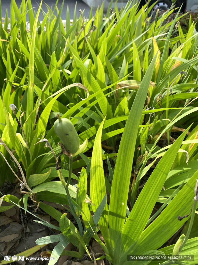 鸢尾 