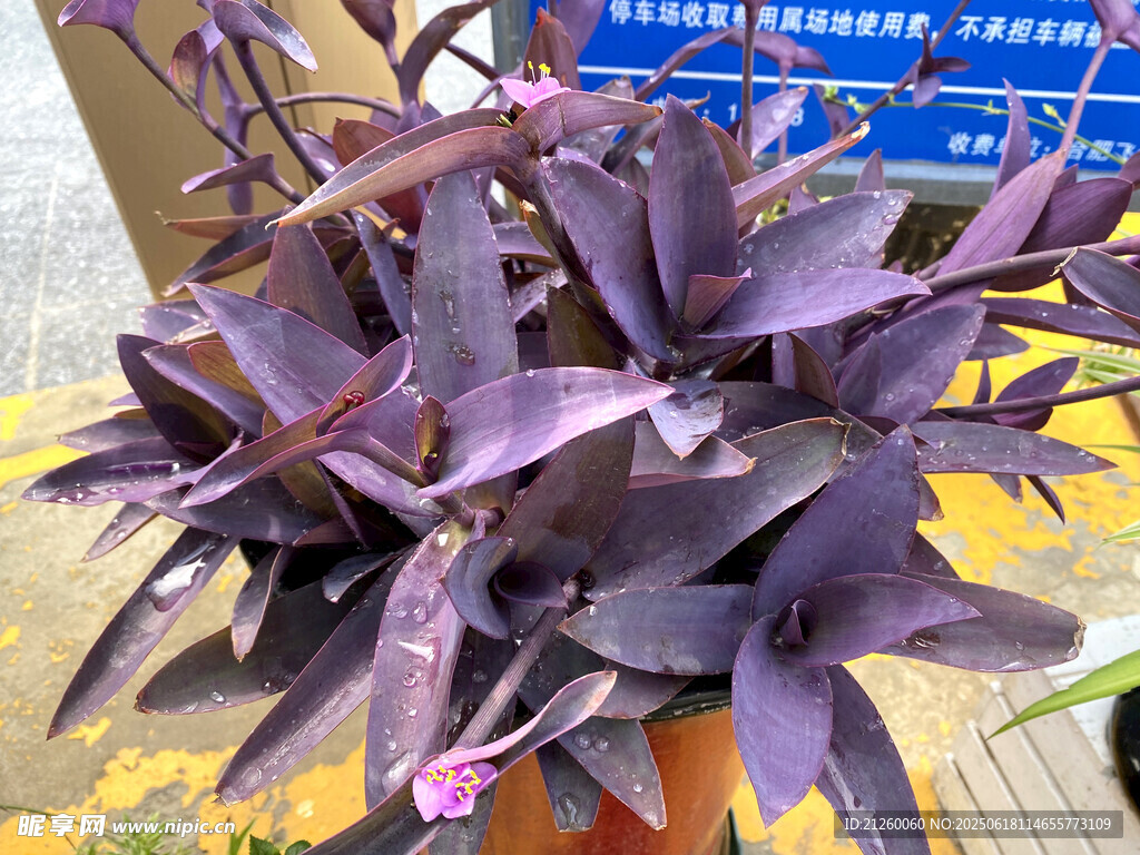紫竹梅