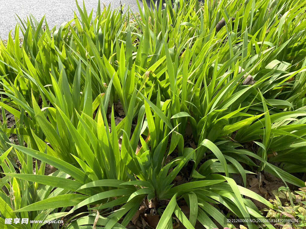 鸢尾