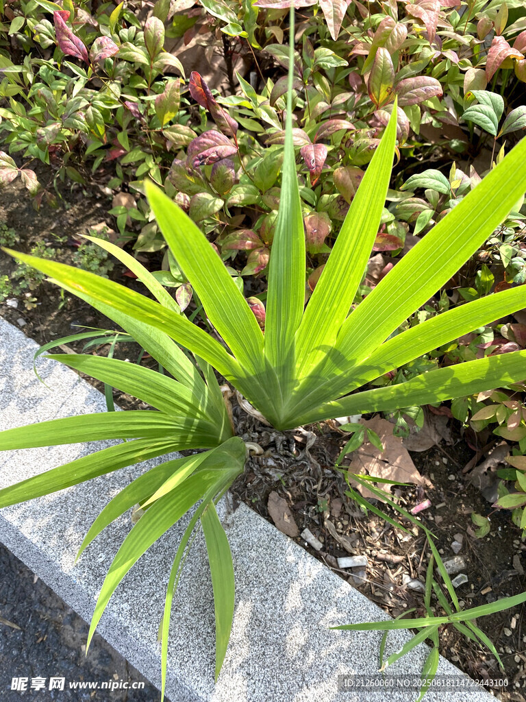 鸢尾