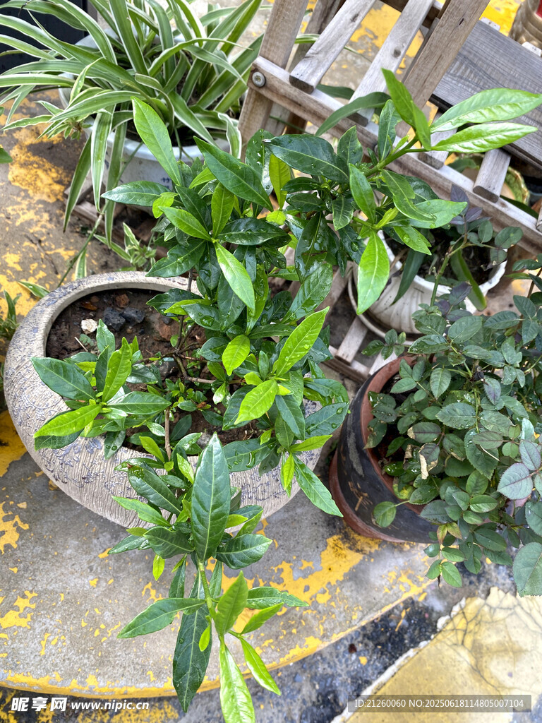 栀子花