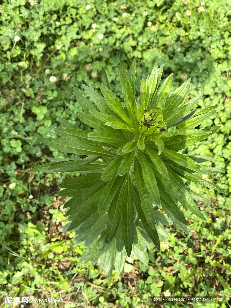 小蓬草